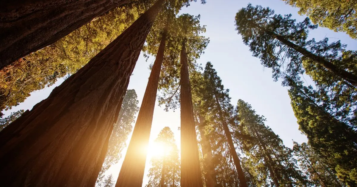 Parque Nacional de Sequoia, California